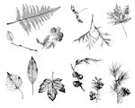 Leaves Designs